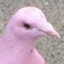 PinkPigeon