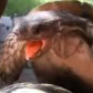 Moan avatar