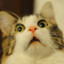 Kucing Edan