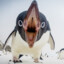 pinguin