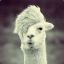 alpaca gótica