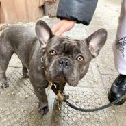 Koperkowy piesek *******