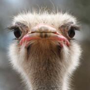 Chase Merchant (Lomal)