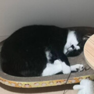 二级厨师范德彪