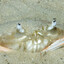 Hidden_Crab