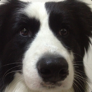 拿好阵容就能赢