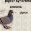 Pigeon_Syndrome