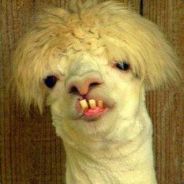 banana.yoe - steam id 76561197971083681