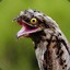 Potoo