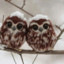 Cute lost owls
