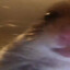 simon