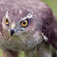 Sparrowhawk