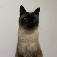 SS MİĞFER - steam id 76561199007309397