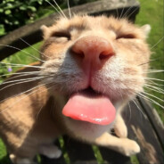 daun peek 299 km чили