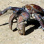 Creaking Crab