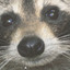 Expressionless Raccoon