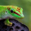 Gecko