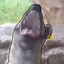 404_gripoo