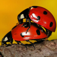 I EAT LADYBUGS