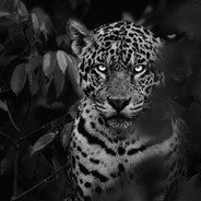 Avatar snapshot