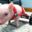 Chris P. Bacon