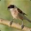 Remezbird