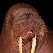 Walrus