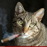 Безумный К0Т