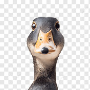 DUCK Steam avatar