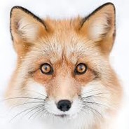 TheFox