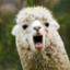 Autistic Llama