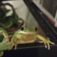 frog mother
