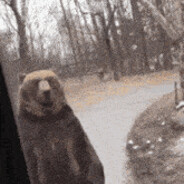 God Bear