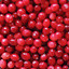 cranberry sauce