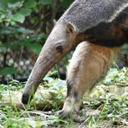 anteater