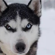 犹犹豫豫何书桓