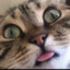 Котик писюн