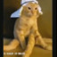 Vertile - Arab Cat
