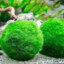 Moss balls