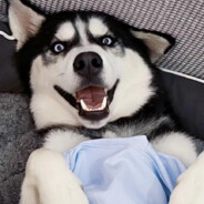 别刘我独身一人