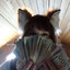silly catgirl