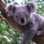 FatAss Koala