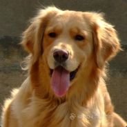 GoldenRetriever