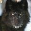 freonwolf