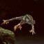 Feeling Froggy...