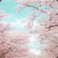 Cherry-Blossom