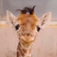 Giraff