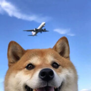 再看？再看颗你