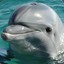 Tsar dolphin