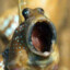 Mudskipper